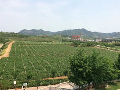 -北京张裕爱斐堡酒庄