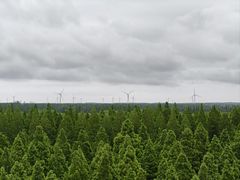 -黄海国家森林公园