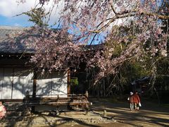 -醍醐寺