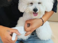 -翊宠yipet猫狗购宠庄园犬舍•猫舍