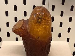 -青藏高原自然博物馆