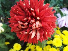 -上海市龙华烈士陵园