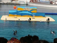 -秦皇岛乐岛海洋王国