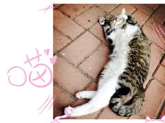 -海边的猫和咖啡馆