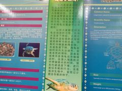 -广东惠东海龟国家级自然保护区