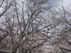 -醍醐寺