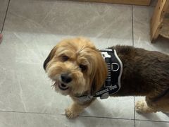 -瑞鹏宠物医院·超声·骨科·奇麟分院(蜀都万达店)