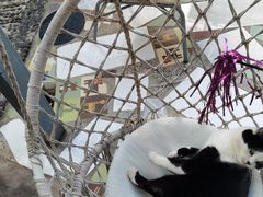 -喵屿·大理花园猫咖