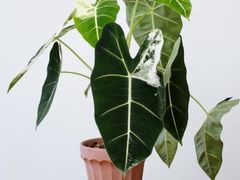 -弗劳尔花艺坊(龙涛店)