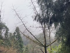 -刘伯温故里景区百丈漈