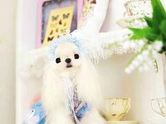 -萌宠之家·腊肠犬·马尔泰·小体犬舍