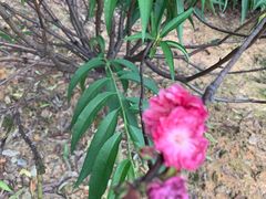 -南国桃园旅游度假区