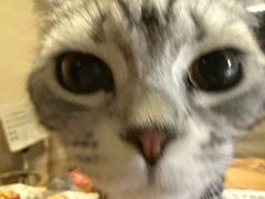 -贝康宠物医院·犬猫全科·小动物特色诊疗中心(东环路店)