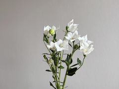 -亭亭鲜花店(中山北路店)