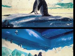 -海合安天津极地海洋公园