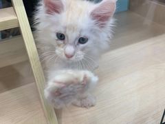 -袖虎·猫馆(体育西路店)