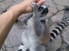 -上海野生动物园