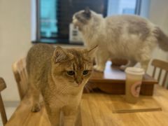 -楼上猫咖(罗湖店)