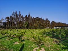 -前小桔亲子创意农场·草莓采摘·露营烧烤