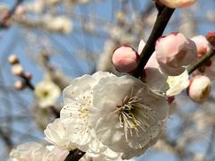 -梅花山(明孝陵内)