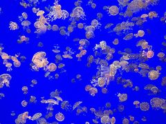 -江和美海洋公园