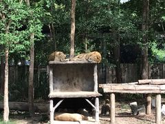 -清迈夜间动物园