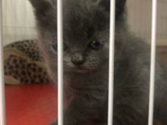 -我爱猫咪·猫咖·狗咖·安哥拉兔·羊驼咖(小寨华旗店)