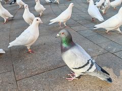 -中粮·祥云小镇