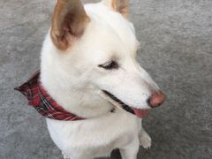 -柴犬高等学院·狗咖·柴犬售卖·宠物训练