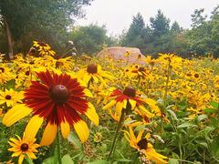 -长春公园(普阳街道)