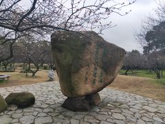 -香雪海