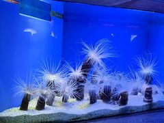-上海海洋水族馆