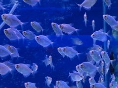 -青石桥花鸟鱼虫市场(叠翠城店)