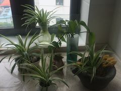 -新湖明珠城