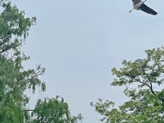 -北京麋鹿生态实验中心