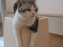 -有喵·猫咖·狗咖·30几只猫10只小狗(岗厦店)