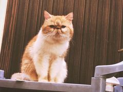 -more than meow吴止猫主题餐厅(承德 中船汇店)