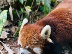 -成都大熊猫繁育研究基地