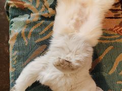 -喵屿·大理花园猫咖