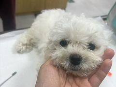 -中农大我爱我爱动物医院·核磁CT·猫病·24小时夜诊中心(石佛营店)