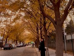 -三里屯东五街银杏大道