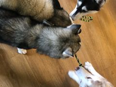 -Husky Go! 哈士奇体验馆·宠物咖啡厅狗咖