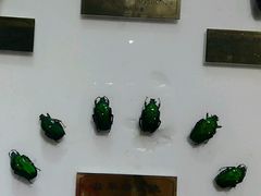 -上海昆虫博物馆