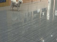 -瑞派名望志远动物医院·猫科·內科·异宠专科(直港大道店)