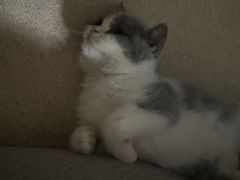 -瑞鹏宠物医院·骨科·猫科·内科(第一中心)
