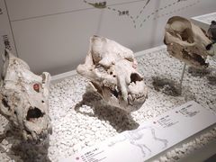 -国家自然博物馆