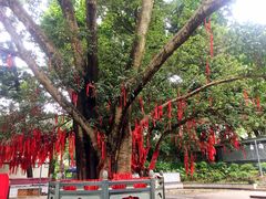 -南宁良凤江国家森林公园