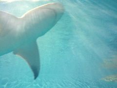 -北戴河圣蓝海洋公园