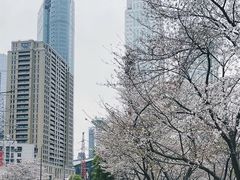 -西北湖绿化广场
