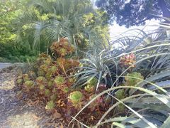 -墨尔本皇家植物园